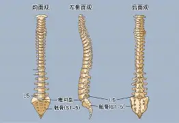 全角片假名在线转换